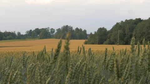 Green wheat field Stock Footage 93173894