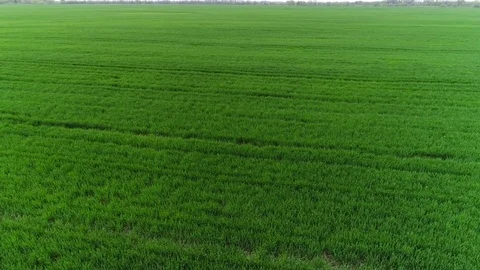 Green wheat field Stock Footage 93303004