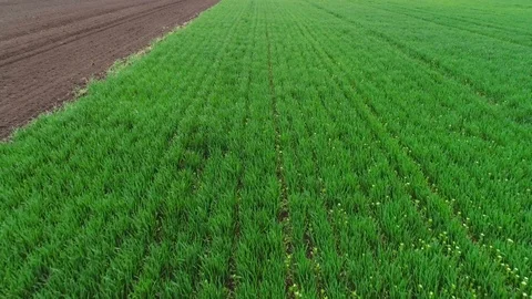 Green wheat field 스톡 동영상 93303137