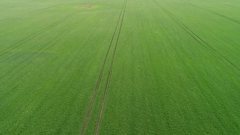 Green wheat field 스톡 동영상 93304248