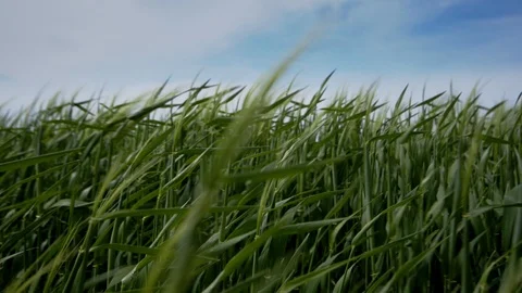 Green wheat field 库存影片 95718256