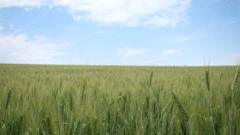 Green wheat field Stock Footage 100554548