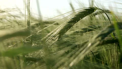 Green wheat field Stock Footage 100556321