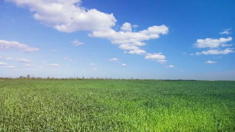 Green wheat field Stock Footage 107980338