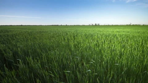 Green wheat field Stock Footage 107980361