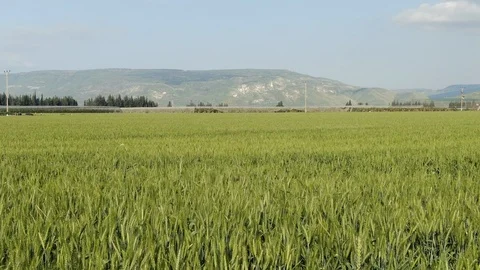 Green wheat field Stock Footage 127477072