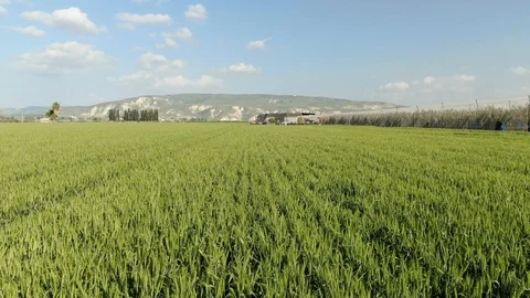Green wheat field Stock Footage 127477854
