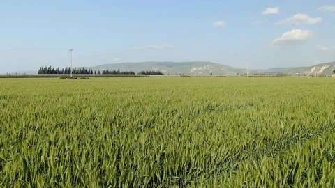 Green wheat field Stock Footage 127481350