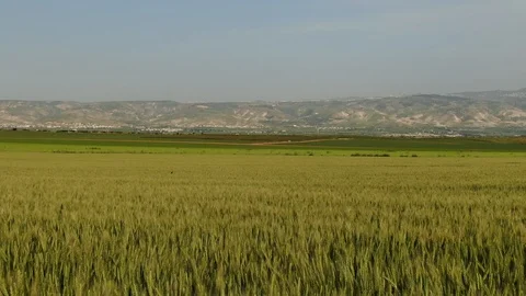 Green Wheat Field Stock Footage 128490276
