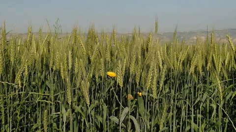 Green wheat field Stock Footage 128492252