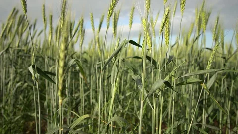 Green wheat field Stock Footage 128492963