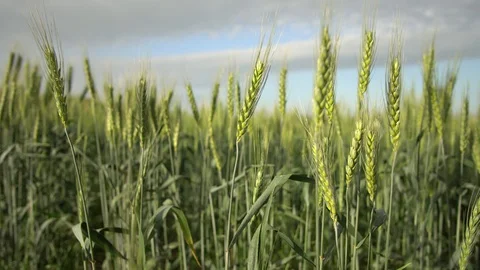 Green wheat field Stock Footage 128493125