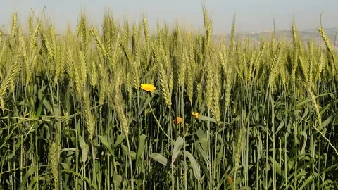 Green wheat field Stock Footage 128493521