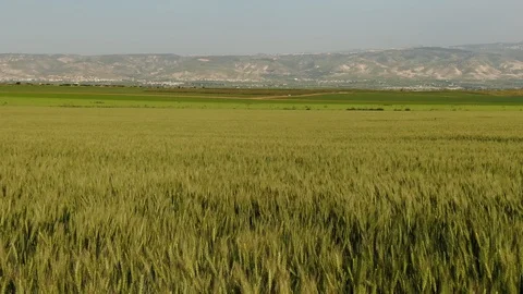 Green wheat field Stock Footage 128494193