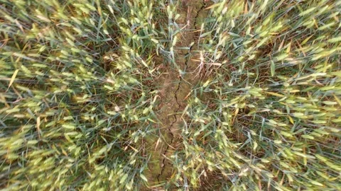 Green wheat field Stock Footage 131913593