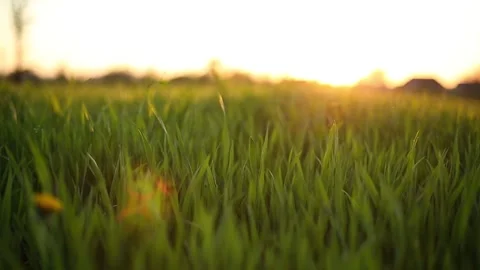 Green Wheat Field Stock Footage