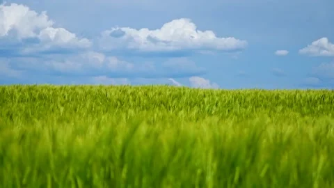 Green wheat field Stock Footage 137261979