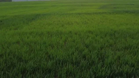 Green wheat field Stock Footage 153979691