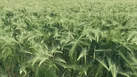 Green wheat field Stock Footage 156007470