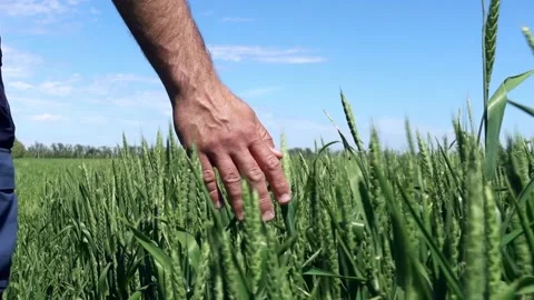 Green wheat field Stock Footage 196269497