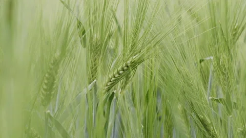 Green wheat field Stock Footage 196993861
