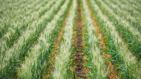 Green wheat in the field Видео 196996284