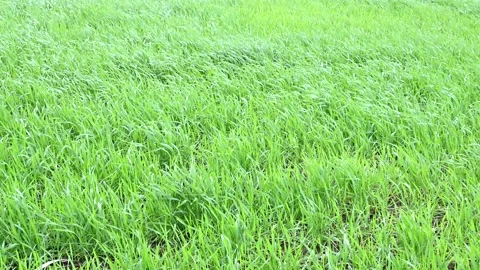 Green wheat field Stock Footage 231858989