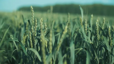 Green wheat in the field 스톡 동영상 246114858