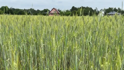 Green Wheat Field Stock Footage 278599745