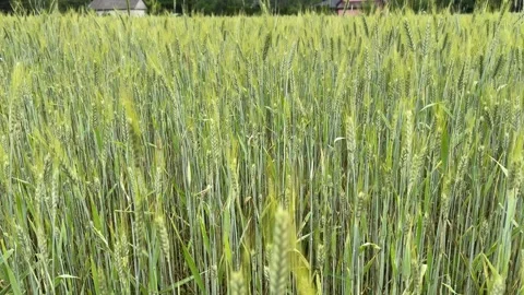 Green Wheat Field Stock Footage 278599746