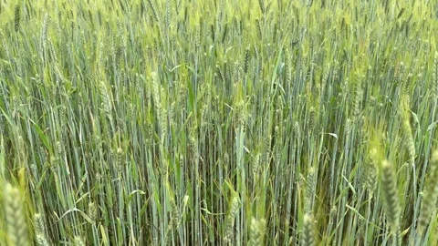 Green Wheat Field Stock Footage 278599753