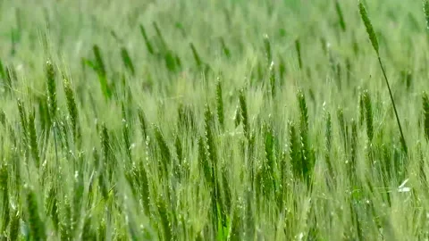 Green wheat field. Stock Footage 305988192