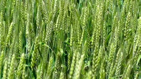Green wheat field. Stock Footage 305988197