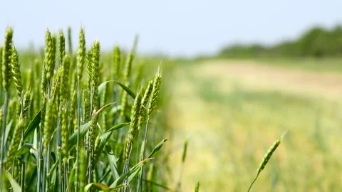 Green wheat field. Stock Footage 310045383