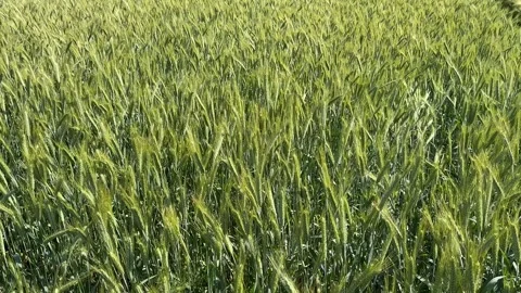 Green Wheat Field Stock Footage 310383577