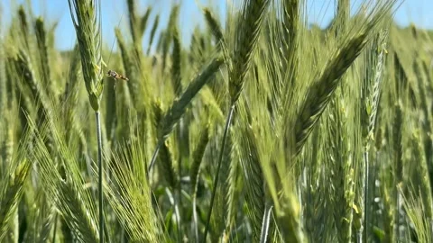 Green Wheat Field Stock Footage 310384185