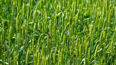 Green wheat field. Video stock 328228302