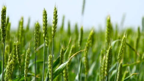 Green wheat field. Vídeos de archivo 328228316