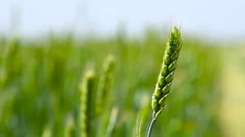Green wheat field. Vídeos de archivo 328228324