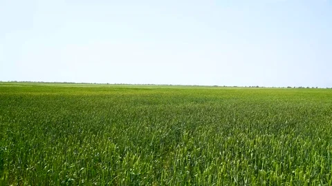 Green wheat field. Stock-Footage 328228348