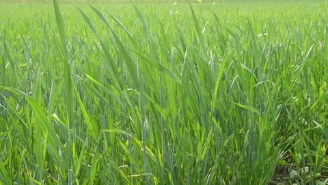 Green wheat field 스톡 동영상 332587417