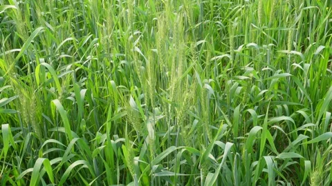 Green Wheat Field 스톡 동영상 333415903