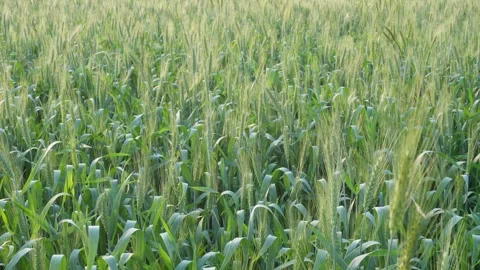 Green Wheat Field Видео 333901720