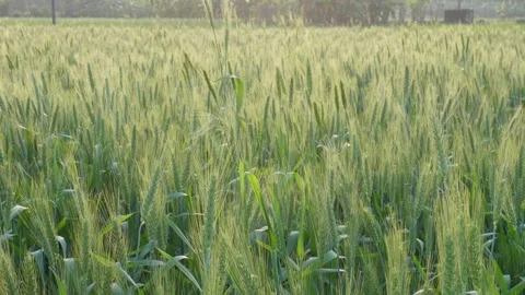 Green Wheat Field Stock Footage 333901749