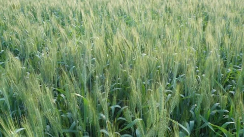 Green Wheat Field Stock Footage 333901892