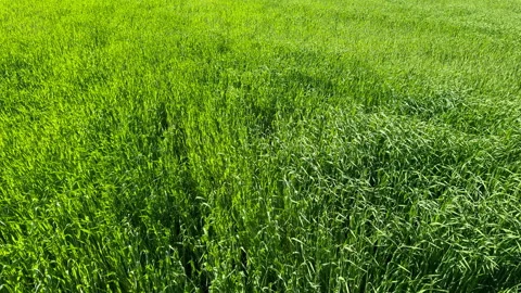 Green wheat field Stock Footage 339109012