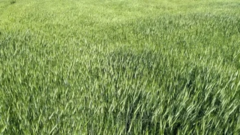 Green wheat field Stock Footage 340530693