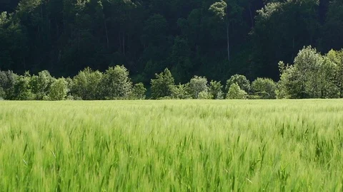 Green wheat field in front of a beautiful forest Vídeo Stock 85068666