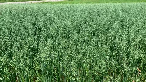 Green wheat field in Germany Stock Footage 112856267