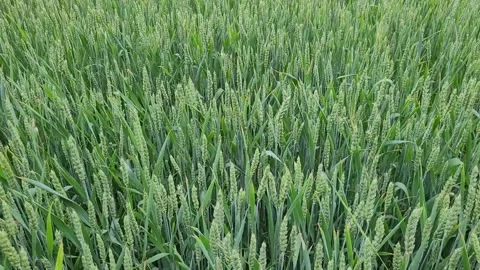 Green wheat field, grain crop Stock Footage 243723720